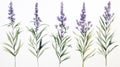 Set of Three Intricate Watercolor Lavender Sprigs AI Generated