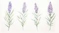 Set of Three Intricate Watercolor Lavender Sprigs AI Generated