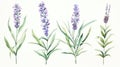 Set of Three Intricate Watercolor Lavender Sprigs AI Generated