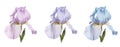 Set of three iris flowers pink, blue, lilac isolated on a white background