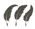 Set of three isolated feathers for writing