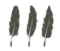 Set of three isolated feathers for writing