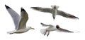 Set of three isolated seagulls Royalty Free Stock Photo