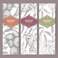 Set of three labels with bergamot, peppermint and eucalyptus sketch. Royalty Free Stock Photo