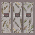 Set of three labels with bread wheat, rye and barley color sketch. Cereal plants collection.