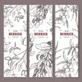 Set of three labels with dog rose, Goji berry and Common sea buckthorn branch sketch. Berry fruits series.