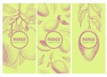 Set of three labels with mango branch and fruits. Great for traditional, organic food, medicine, perfume design, cooking