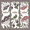 Set of three labels with Sambucus, Rowan and Mulberry branch color sketch. Berry fruits series.