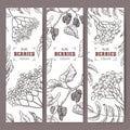 Set of three labels with Sambucus, Rowan and Mulberry branch sketch. Berry fruits series.