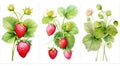 Set of Three Lush Watercolor Strawberry Plant Fruits AI Generated