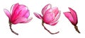 A set of three magnolia flowers, hand-drawn by a watercolor surr Royalty Free Stock Photo