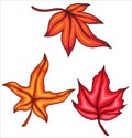 Set of three maple leaves