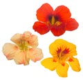 Set of three nasturtium blooms isolated on white