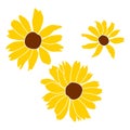 Set of three open heliopsis blossom vector color illustration isolated on white background. Vector sketch style top view hand