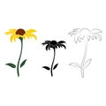 Set of three open heliopsis blossom vector outline, silhouette and color illustration isolated on white background. Vector sketch