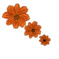 Set of three orange cosmos flower, hand draw vector illustration