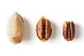 Set of three pecans in the center in a shell, peeled and without a shell isolated on a white background in a row