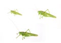 Set of three photos of a large green grasshopper on a white back Royalty Free Stock Photo