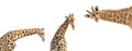 Set of three photos of upper half giraffe body isolated on white Royalty Free Stock Photo