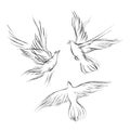 A set of three pigeons, a graphic outline. Vector illustration, design element for wedding, a valentine`s day, day of