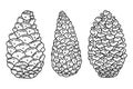 Set of three pine cones on white background. Vector