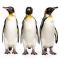 Set of three pinguin portraits isolated on white background