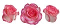 Set of three roses Royalty Free Stock Photo