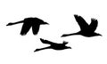 Set of three silhouettes of flying swans - vector Royalty Free Stock Photo