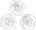 Set of three sketches of roses