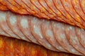 Set of three sliced Spanish sausages, two kind of chorizo and salchichon, cured and dried pork salami sausages Royalty Free Stock Photo