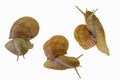 Set of three snails crawling on white background. Helix pomatia, collection of three snails isolated on white background Royalty Free Stock Photo