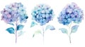 Set of Three Soft Watercolor Hydrangea Cluster AI Generated