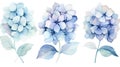 Set of Three Soft Watercolor Hydrangea Cluster Pet AI Generated