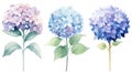 Set of Three Soft Watercolor Hydrangea Cluster Pet AI Generated