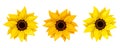 Set of three sunflowers. Vector illustration. Royalty Free Stock Photo