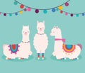 three sweet llamas