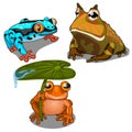 Set of three toads, different colors. Vector Royalty Free Stock Photo