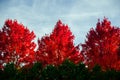 A set of three trees in the fall with the leaves changing colors to red on a partly cloudy but sunny day at Kensington Metropark Royalty Free Stock Photo
