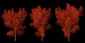 Set of three trees with red leaves.