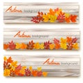 Set of three vector banners with colorful autumn leaves Royalty Free Stock Photo