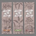 Set of three vector banners with mint, vanilla, cinnamon sketch. Culinary herbs collection.