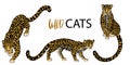 Set of three vector leopards, hand drawn