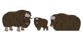 Set of three vector outline cartoon isolated hand drawn Muskoxes. Illustration on white background, Side view of a doodle Muskox