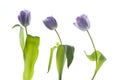 Set of three violet tulips on white backround Royalty Free Stock Photo
