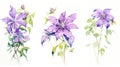 Set of Three Watercolor Clematis Vine Flowers AI Generated