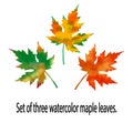 A set of three watercolor maple leaves, made in red-orange and orange-green colors. Well suited as a design element, logo, pattern Royalty Free Stock Photo