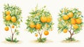 Set of Three Whimsical Watercolor Orange Tree Fruits AI Generated