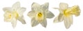 Set of three white daffodil petals Royalty Free Stock Photo