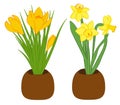 Set of three yellow narcissus and yellow crocus flower in pots. Flat illustration isolated on white background. Vector illustratio Royalty Free Stock Photo