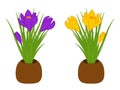 Set of three yellow and purple crocus in brown pots isolated on white background. Bouquet with crocus. Vector illustration Royalty Free Stock Photo